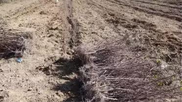 Mut'ta bahçelerde kışlık bakım başladı