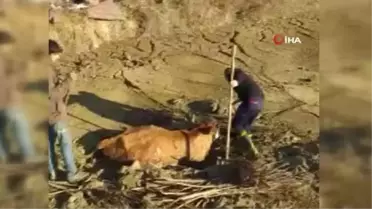 Bingöl'de çamura saplanan inek kurtarıldı