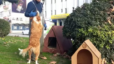 Sinop'ta sokak hayvanları bu kış üşümeyecek