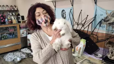 Barınağa terkedilen 'Misket' tavşan yuva arıyor
