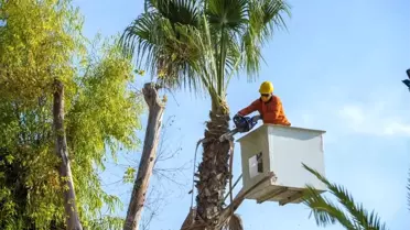 Sahildeki palmiyeler budanıyor