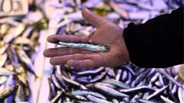 Karadeniz'de hamsi avının kısmen durdurulması balığın fiyatını artırdı