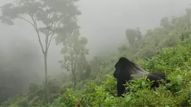 İlk kez maymun türünde görülüyor! İki gorilin korona testi pozitif çıktı