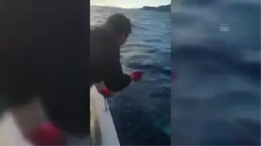 Datça'da balıkçılar tuttukları ay balığını tekrar denize bıraktı