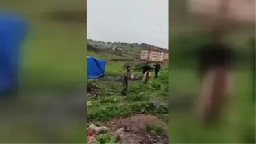 Yaralı bulunan tay tedavi altına alındı