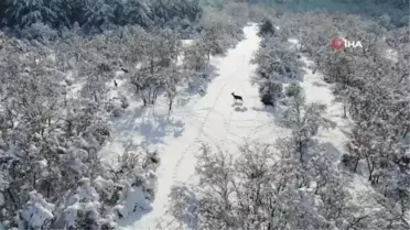 Bursa'daki kızıl geyiklere özel yem takviyesi