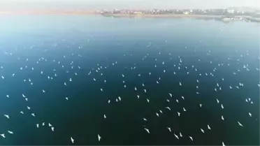 Belediye ekipleri Beyşehir Gölü'nde yaşam süren kuşları yem ve ekmekle besledi