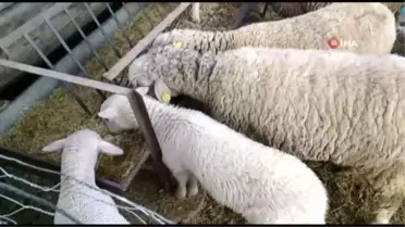 Baharın müjdecisi olan kuzular doğmaya başladı