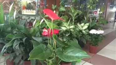 Kış aylarında salon bitkileri için uyarı