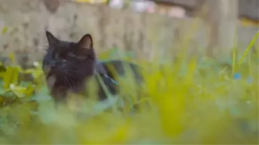 Altı yıl önce kaybolan kedi, iki sokak ötede kör bir şekilde bulundu