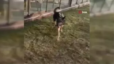 Kedileri kovalayan Alman kurdu köpek Düden Şelalesi'nden denize düşüp telef oldu