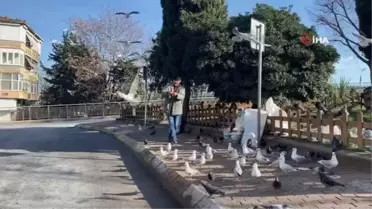 Her gün elleriyle martılara ve güvercinlere profiterol yediriyor