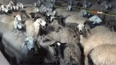 Adeta 'Kuzu Makinesi'...Lezzeti ile tercih ediliyor