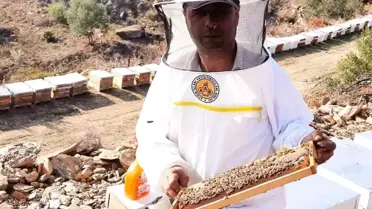 2021 yılı arı fiyatları belirlendi