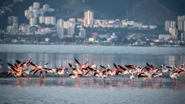 Türkiye'nin ilk Yeşil Şehir Eylem Planı İzmir için hazırlandı