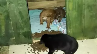 Belediye ekipleri 4 köpeği donmak üzereyken kurtardı