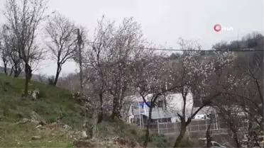 Kar ve don çiçek açan ağaçları etkiledi