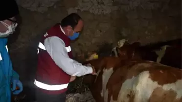 Bayburt'ta 80 bin baş hayvana şap aşısı vurularak 18 bin hayvana küpe takılacak