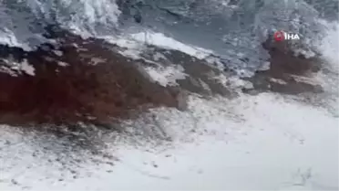 Artvin'de karda mahsur kalan çobanlar ve sürüleri kurtarıldı