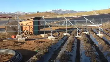 Güneş paneli çalınan çiftçiler tarlalarda nöbet tutuyor