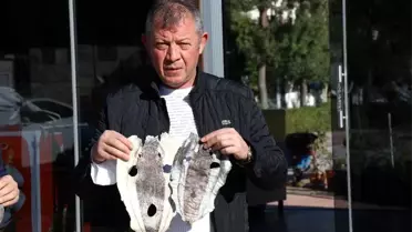 Balıkçıları canından bezdiren balon balığı derisi ayakkabı cüzdan çanta olacak