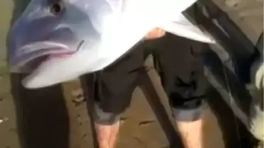 Oltası kopmasın diye 7 kiloluk balığı sürüyerek getirdi