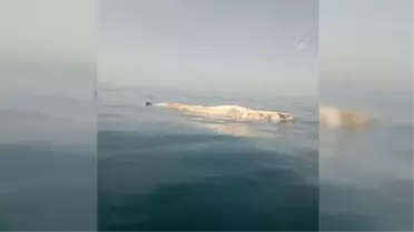 İskenderun Körfezi'nde amatör balıkçıların kamerasına ölü balina yansıdı