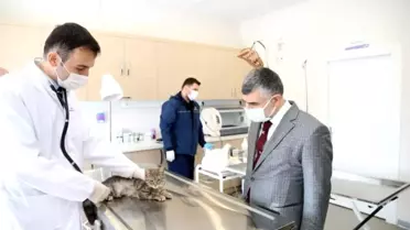 Sokak hayvanlarına özel klinik açıldı