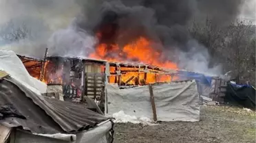 Arnavutköy'de ahırda yangın çıkı: 7 koyun telef oldu