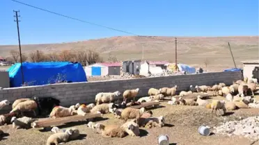 Nevşehir'de yangında 120 küçükbaşı telef olan besicilere destek
