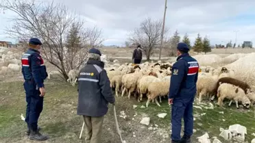 Kayıp koyunları jandarma ekipleri drone ile buldu