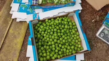 Termoblok adı verilen sistemle üretilen eriklerin kilosu 500 liradan satılıyor