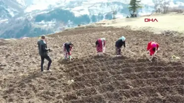 TRABZON Karadeniz'in çalışkan kadınları, pandemide de tempo düşürmüyor