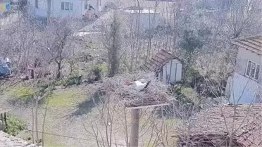10 yıldır aynı köye gelen leylek 'Yaren'in eşiyle buluşması canlı yayınlandı