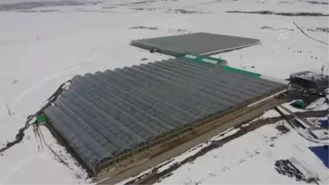 'Kış kenti'nde termal suyla ısıtılan serada yılda 1700 ton domates üretiliyor