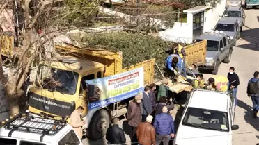 Büyükşehir'den binlerce zeytin ve incir ağacı desteği
