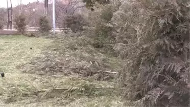 Kırıkkale'de bir parktaki 30 ağaç kimliği belirsiz kişilerce kesildi
