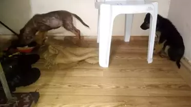 Donmak üzere olan köpek yavrularına yardım eli uzattı
