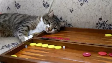 Tavlacı kedi sosyal medya fenomeni oldu