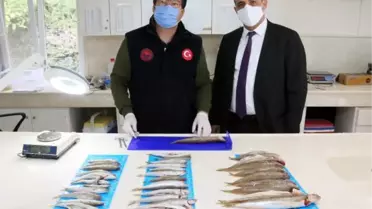 Akdeniz ve Ege'de büyük av baskısı olduğu belirlendi