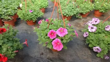 Süs bitkileri üretimi için 2 dekar alana sera kurdu