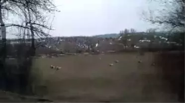 Göç yolundaki leylekler, sürüler halinde tarlalarda görüldü
