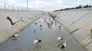 Göç yolundaki leyleklerin 'kanal' molası