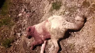 Çoban köpeklerinin öldürülmesi tepkiye yol açtı
