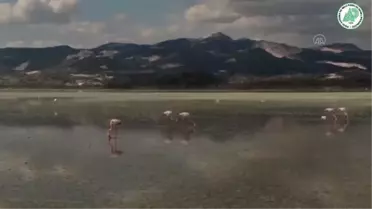 Yarışlı Gölü'ndeki flamingolar drone ile görüntülendi