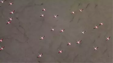 Yarışlı'nın flamingoları havadan görüntülendi