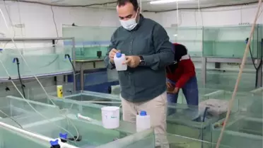 Antalya'da ürettiği 'doktor balıkları' ihraç etmeye başladı