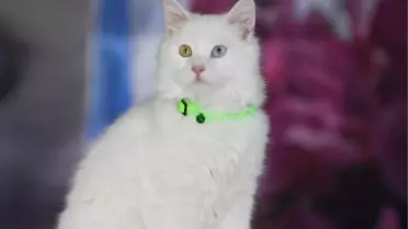 Son dakika haberi! KATE RUBİNS'İN VAN KEDİSİ HAZIR