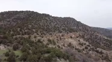 Türkiye'nin 'ilk' fosil ormanının UNESCO Dünya Miras Listesi'ne alınması için çalışma başlatıldı