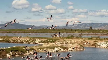 Gediz Deltası'ndaki kuş göçü hareketliliği kayıt altına alınıyor